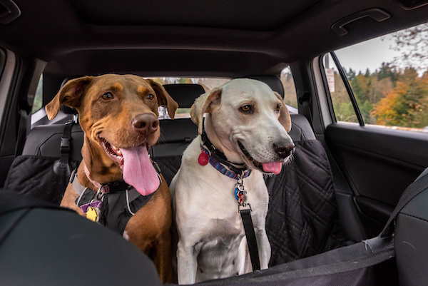 How to Safely Road Trip With Your Pet