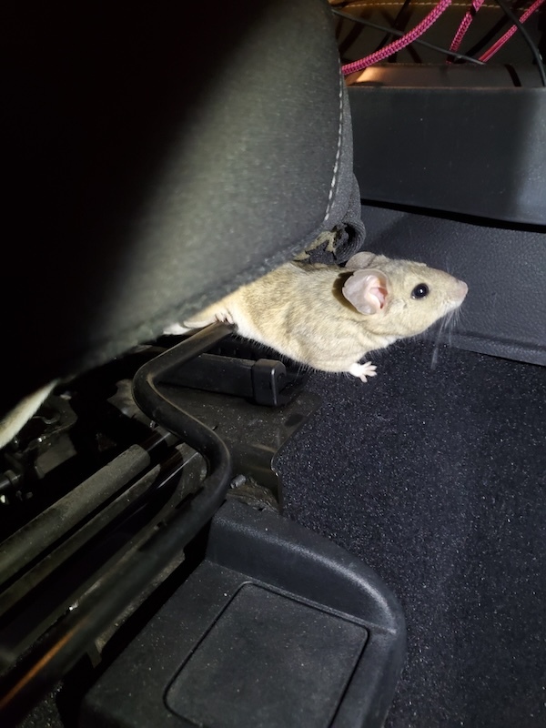 How to Fend Off Rodents in the Engine Bay