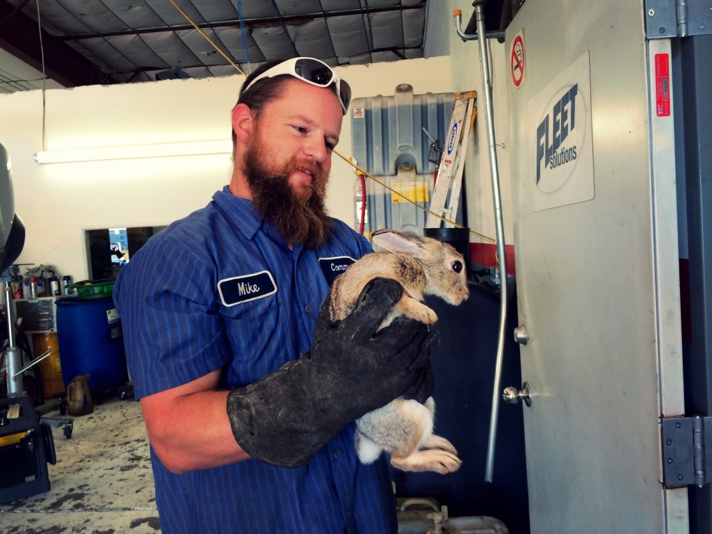 mechanic rabbit